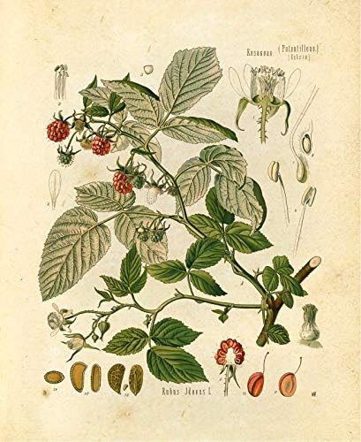 Vintage Botanik Baskılar | Ink Inc. ' den Ormanlık Bitkiler. / Orman Kır Çiçeği Mantar Duvar Sanatı / Boho Çiftlik